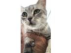 Adopt Tinkerbell a Domestic Shorthair / Mixed cat in Fresno, CA (36298728)