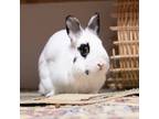 Adopt Ezra a Multi Dwarf Hotot / Mixed (medium coat) rabbit in Great Neck