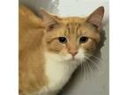 Adopt Avalon a Orange or Red (Mostly) Exotic / Mixed (short coat) cat in Lyons