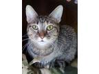 Adopt Cherry Ruby a Gray, Blue or Silver Tabby Abyssinian / Mixed (short coat)