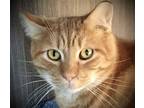 Adopt Don London a Orange or Red (Mostly) Oriental / Mixed (short coat) cat in