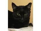 Adopt Aery Derry a All Black Bombay / Mixed (short coat) cat in Lyons