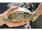 Adopt Raphael a Turtle - Water reptile, amphibian, and/or fish in El Cajon