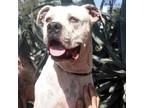 Adopt Dennis JuM (Dad)* a White - with Tan, Yellow or Fawn Dogo Argentino /