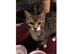 Adopt Mittens a Domestic Mediumhair / Mixed (medium coat) cat in Apollo