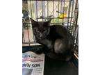 Adopt Elsie a All Black Domestic Mediumhair / Mixed (medium coat) cat in Apollo