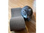 Adopt Stryker a Gray, Blue or Silver Tabby Domestic Shorthair / Mixed (short