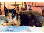 Adopt Cali a Calico or Dilute Calico Domestic Shorthair / Mixed (short coat) cat