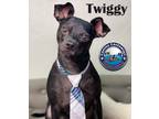 Adopt Twiggy a Black Manchester Terrier / Mixed dog in Arcadia, FL (27890158)