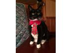 Adopt Mattie a Black & White or Tuxedo Domestic Shorthair / Mixed cat in