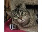 Adopt Brownie a Brown Tabby Domestic Shorthair / Mixed cat in Lutherville