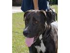 Adopt Peter a Great Dane / Labrador Retriever / Mixed dog in Slidell