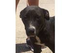Adopt Laverne a Black - with White Labrador Retriever / Mixed dog in Slidell