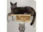 Adopt PRINCE CLOUD a Gray or Blue Russian Blue / Mixed (short coat) cat in