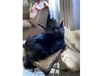 Adopt Puddles a All Black Domestic Shorthair / Mixed cat in Wyandotte