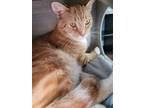 Adopt Dash a Domestic Mediumhair / Mixed cat in Wyandotte, MI (35331511)