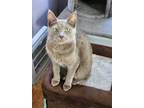 Adopt Astrid a Domestic Shorthair / Mixed cat in Wyandotte, MI (35918239)