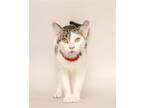 Adopt Lovey a Domestic Mediumhair / Mixed cat in Wyandotte, MI (32200023)