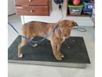 Adopt Snig a Brindle Labrador Retriever / Mixed dog in Mt. Gilead, OH (37685963)