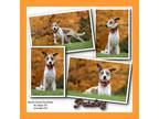 Adopt Paisley a Tricolor (Tan/Brown & Black & White) German Shepherd Dog / St.