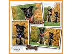 Adopt Chase a Black - with Brown, Red, Golden, Orange or Chestnut German