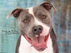 Adopt Tobias a Gray/Blue/Silver/Salt & Pepper American Pit Bull Terrier / Mixed