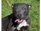 Adopt Kylie a Gray/Blue/Silver/Salt & Pepper Pit Bull Terrier / Mixed dog in