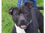 Adopt Maverick a Black - with White Staffordshire Bull Terrier / Mixed dog in