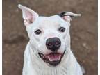 Adopt Hudson a White - with Black Labrador Retriever / Pit Bull Terrier / Mixed