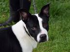 Adopt Emily a Black - with White Labrador Retriever / Border Collie / Mixed dog