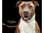 Adopt Pepper a Red/Golden/Orange/Chestnut - with White American Pit Bull Terrier