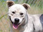 Adopt Tucker a White - with Gray or Silver Australian Cattle Dog / Husky / Mixed