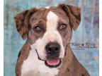 Adopt Luna a Brown/Chocolate - with White Catahoula Leopard Dog / Mixed dog in
