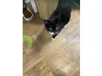 Adopt June Cleaver a Black & White or Tuxedo Domestic Shorthair / Mixed (short