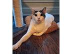 Adopt Genesis a White (Mostly) Domestic Shorthair / Mixed (short coat) cat in