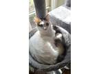 Adopt Bon Jovi a White (Mostly) Domestic Shorthair / Mixed (short coat) cat in