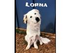 Adopt Lorna a White - with Tan, Yellow or Fawn Corgi / German Shepherd Dog /