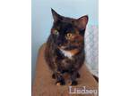 Adopt Lindsey a Black (Mostly) Domestic Shorthair / Mixed cat in Culpeper