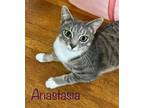 Adopt Anastasia a Gray, Blue or Silver Tabby Domestic Shorthair / Mixed cat in