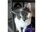 Adopt Jojo a Gray or Blue (Mostly) Domestic Shorthair / Mixed (short coat) cat