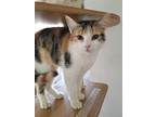 Adopt Would'nt you love some Bunny to Love? a Calico / Mixed (short coat) cat in
