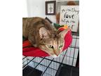 Adopt Lots of love to give Lucy a Polydactyl/Hemingway / Mixed (short coat) cat