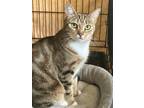 Adopt Rose a Brown Tabby Domestic Shorthair / Mixed (short coat) cat in Buena