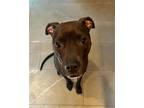 Adopt Lilo a Pit Bull Terrier / Mixed dog in Binghamton, NY (37610021)