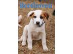 Adopt Beethoven a White - with Brown or Chocolate St. Bernard / Mixed dog in