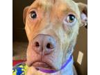 Adopt Stella a White - with Tan, Yellow or Fawn American Pit Bull Terrier /