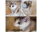 Adopt QUINN a Gray or Blue (Mostly) Siamese / Mixed (medium coat) cat in Oro