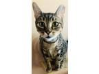 Adopt ANIKA a Gray, Blue or Silver Tabby Domestic Shorthair / Mixed cat in Oro