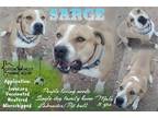 Adopt SARGE a Tan/Yellow/Fawn Pit Bull Terrier / Bull Terrier / Mixed dog in Oro