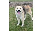 Adopt Phillip a Husky / Shepherd (Unknown Type) / Mixed dog in Hartford City